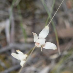 Fire and Orchids ACT Citizen Science Project at Point 5816 - 8 Nov 2016