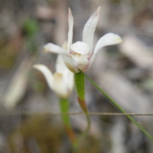 Fire and Orchids ACT Citizen Science Project at Point 5816 - 8 Nov 2016