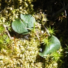 Fire and Orchids ACT Citizen Science Project at Point 5438 - 14 Oct 2016