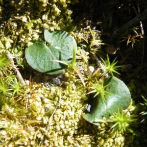 Fire and Orchids ACT Citizen Science Project at Point 5438 - 14 Oct 2016