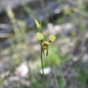 Fire and Orchids ACT Citizen Science Project at Point 4081 - 6 Nov 2016