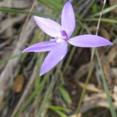 Fire and Orchids ACT Citizen Science Project at Point 5832 - 10 Oct 2016