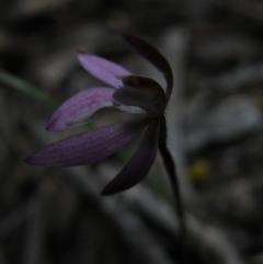 Fire and Orchids ACT Citizen Science Project at Point 5832 - 10 Oct 2016