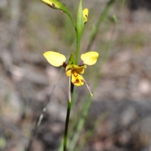 Fire and Orchids ACT Citizen Science Project at Point 4081 - 6 Nov 2016