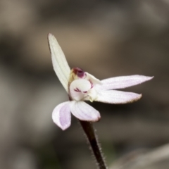 Fire and Orchids ACT Citizen Science Project at Point 751 - 13 Sep 2022