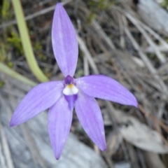 Fire and Orchids ACT Citizen Science Project at Point 5832 - 6 Oct 2016