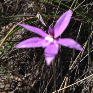 Fire and Orchids ACT Citizen Science Project at Point 16 - 31 Oct 2016