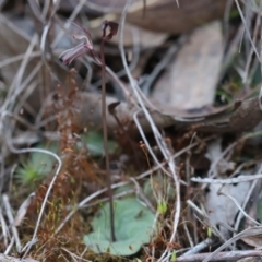 Fire and Orchids ACT Citizen Science Project at Point 5595 - 9 Sep 2018