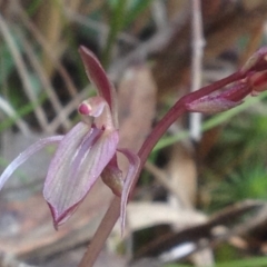 Fire and Orchids ACT Citizen Science Project at Point 5595 - 9 Sep 2018