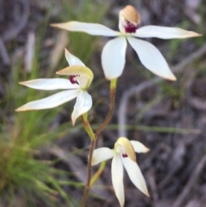 Fire and Orchids ACT Citizen Science Project at Point 26 - 2 Nov 2016