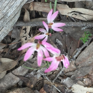 Fire and Orchids ACT Citizen Science Project at Point 26 - 7 Oct 2016