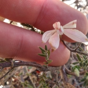 Fire and Orchids ACT Citizen Science Project at Point 5834 - 14 Oct 2016