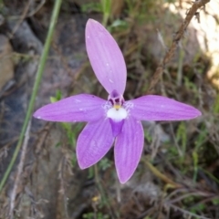 Fire and Orchids ACT Citizen Science Project at Point 5595 - 13 Oct 2016
