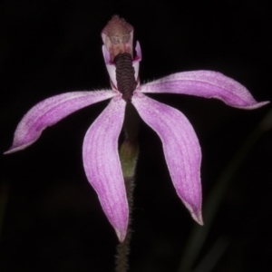 Fire and Orchids ACT Citizen Science Project at Point 38 - 2 Nov 2016