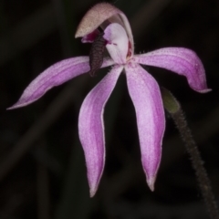 Fire and Orchids ACT Citizen Science Project at Point 38 - 2 Nov 2016