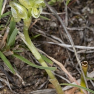 Fire and Orchids ACT Citizen Science Project at Point 20 - 8 Oct 2017