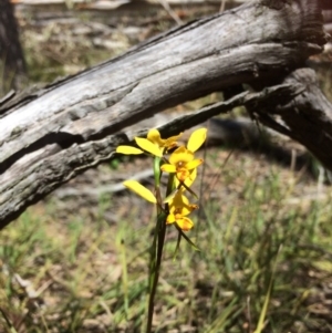 Fire and Orchids ACT Citizen Science Project at Point 120 - 15 Oct 2016