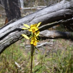 Fire and Orchids ACT Citizen Science Project at Point 120 - 15 Oct 2016