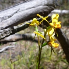 Fire and Orchids ACT Citizen Science Project at Point 120 - 15 Oct 2016