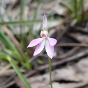 Fire and Orchids ACT Citizen Science Project at Point 5808 - 4 Oct 2016