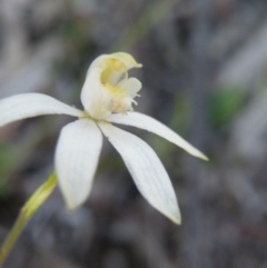 Fire and Orchids ACT Citizen Science Project at Point 5832 - 7 Nov 2016