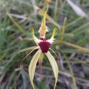 Fire and Orchids ACT Citizen Science Project at Point 5834 - 14 Oct 2016