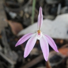 Fire and Orchids ACT Citizen Science Project at Point 5832 - 6 Oct 2016