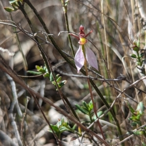Fire and Orchids ACT Citizen Science Project at Point 5815 - 9 Apr 2023