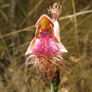 Fire and Orchids ACT Citizen Science Project at Point 5204 - 27 Oct 2021