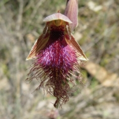 Fire and Orchids ACT Citizen Science Project at Point 5204 - 27 Oct 2021