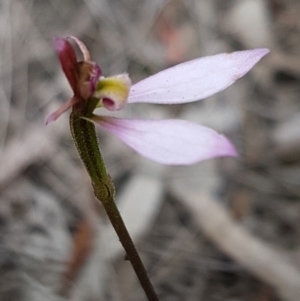 Fire and Orchids ACT Citizen Science Project at Point 114 - 23 Mar 2020