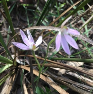 Fire and Orchids ACT Citizen Science Project at Point 4762 - 8 Oct 2021