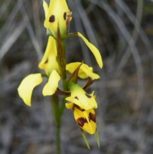 Fire and Orchids ACT Citizen Science Project at Point 57 - 8 Nov 2016