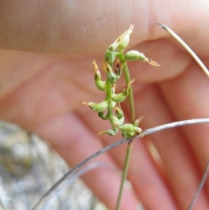 Fire and Orchids ACT Citizen Science Project at Point 5816 - 17 Mar 2016