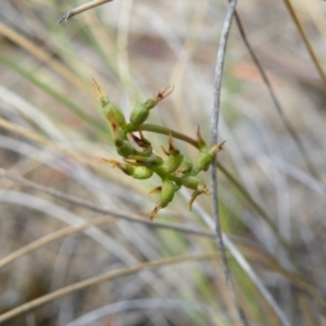 Fire and Orchids ACT Citizen Science Project at Point 5816 - 17 Mar 2016