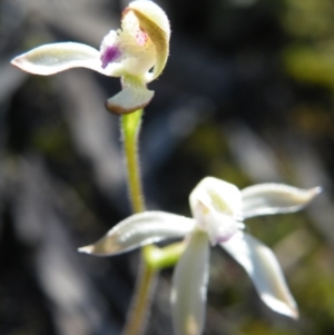 Fire and Orchids ACT Citizen Science Project at Point 57 - 28 Sep 2016