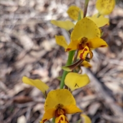 Fire and Orchids ACT Citizen Science Project at Point 38 - 11 Oct 2016