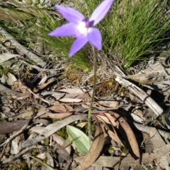 Fire and Orchids ACT Citizen Science Project at Point 5816 - 27 Sep 2016