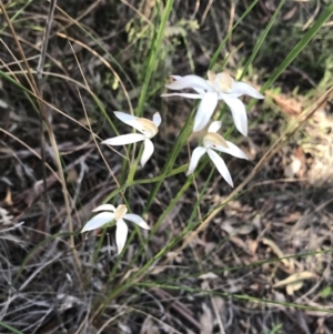 Fire and Orchids ACT Citizen Science Project at Point 60 - 26 Oct 2021