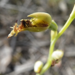 Fire and Orchids ACT Citizen Science Project at Point 5816 - 10 Nov 2016