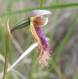 Fire and Orchids ACT Citizen Science Project at Point 5816 - 8 Nov 2016