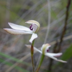 Fire and Orchids ACT Citizen Science Project at Point 57 - 8 Nov 2016