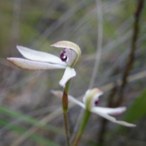 Fire and Orchids ACT Citizen Science Project at Point 57 - 8 Nov 2016