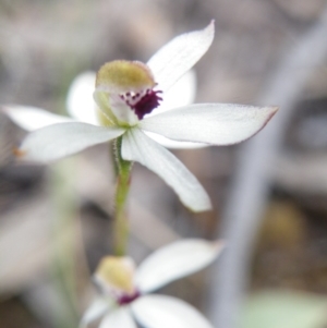 Fire and Orchids ACT Citizen Science Project at Point 57 - 8 Nov 2016