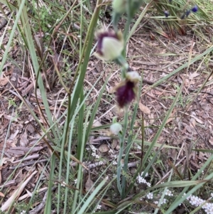 Fire and Orchids ACT Citizen Science Project at Point 5204 - 24 Oct 2021