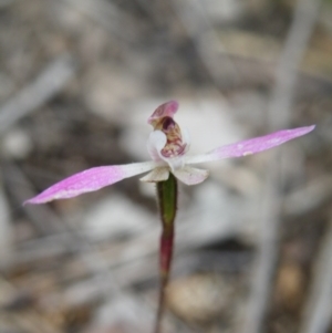 Fire and Orchids ACT Citizen Science Project at Point 5831 - 10 Oct 2016