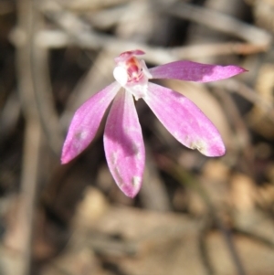 Fire and Orchids ACT Citizen Science Project at Point 5831 - 10 Oct 2016