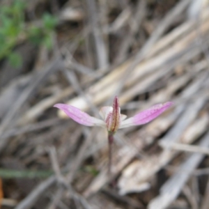 Fire and Orchids ACT Citizen Science Project at Point 5831 - 10 Oct 2016