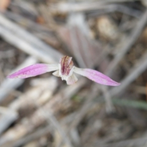 Fire and Orchids ACT Citizen Science Project at Point 5831 - 10 Oct 2016