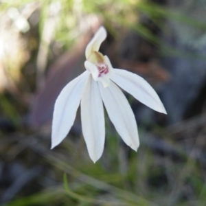 Fire and Orchids ACT Citizen Science Project at Point 5439 - 14 Oct 2016